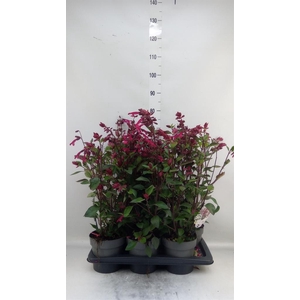Salvia ...