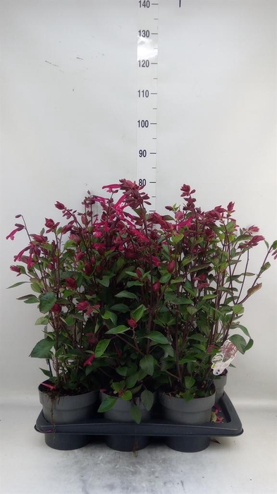 <h4>Salvia ...</h4>