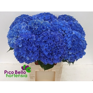 Hydrangea royal parade