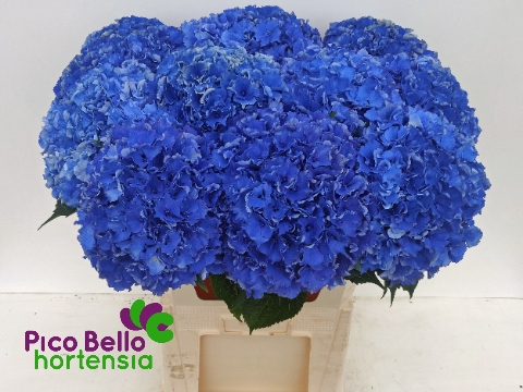 <h4>Hydrangea royal parade</h4>