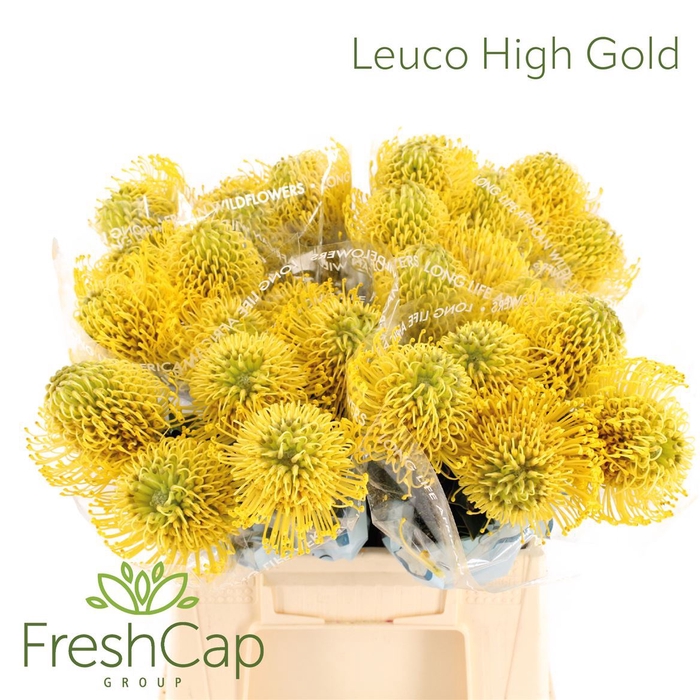 <h4>LEUCOSPERMUM NUTANS 'HIGH GOLD'</h4>