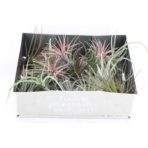 arr3 CP - Till. Doos mix x20