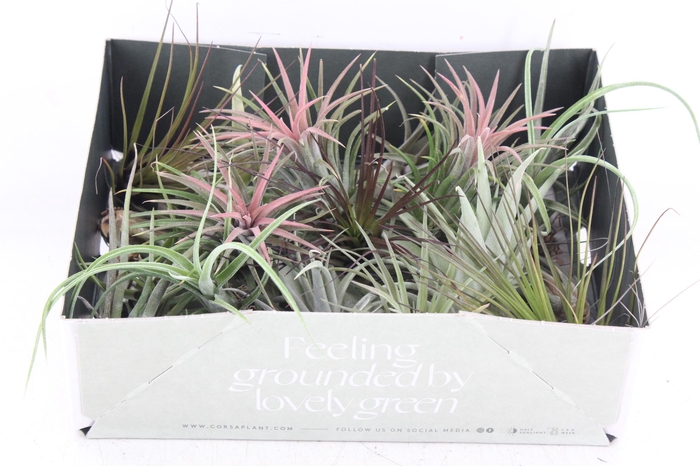 <h4>arr3 CP - Till. Doos mix x20</h4>