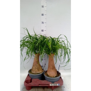 Beaucarnea recurvata