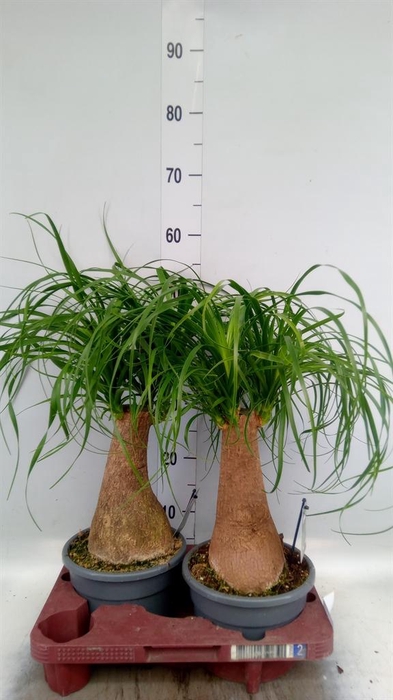 <h4>Beaucarnea recurvata</h4>