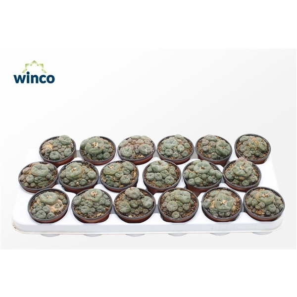 <h4>Lophophora Williamsii (old Plants)</h4>