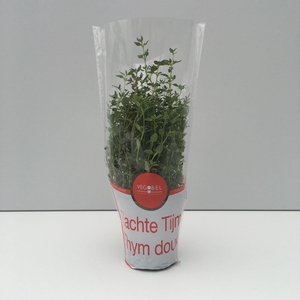 Tijm Zacht P9