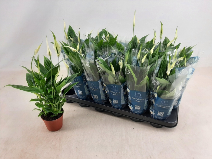 <h4>SPATH CHOPIN</h4>