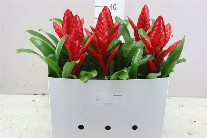 <h4>Vriesea Poelmanii</h4>