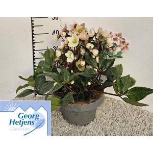 Helleborus ericsmithii Pink Frost 27Ø 45cm 80fl