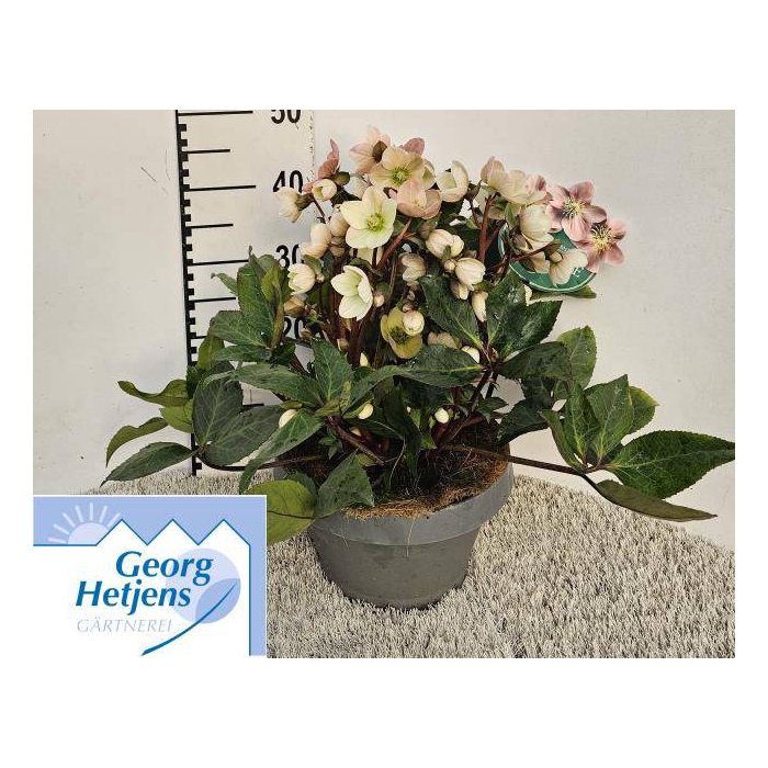 <h4>Helleborus ericsmithii Pink Frost 27Ø 45cm 80fl</h4>
