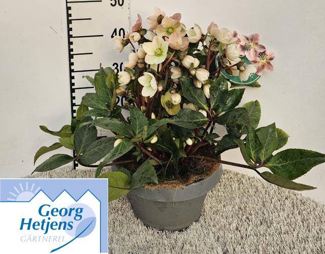Helleborus ericsmithii Pink Frost 27Ø 45cm 80fl