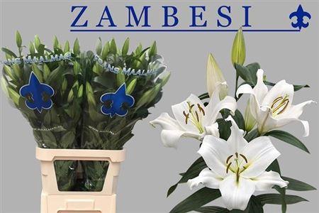 <h4>Li Ot Zambesi 4+</h4>