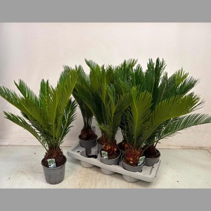 CYCAS REVOLUTA
