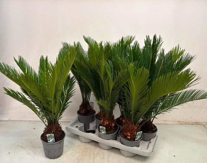 <h4>CYCAS REVOLUTA</h4>