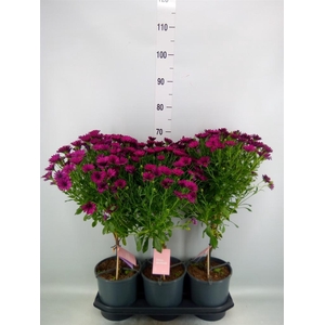 Osteospermum  'Sunny Mary'