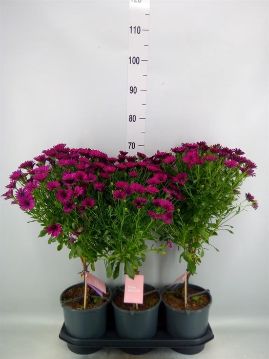 <h4>Osteospermum  'Sunny Mary'</h4>
