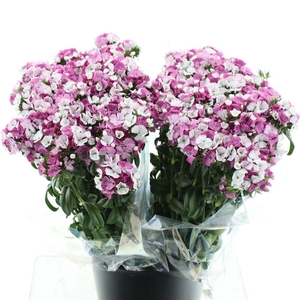 Di Barb Light Pink Super