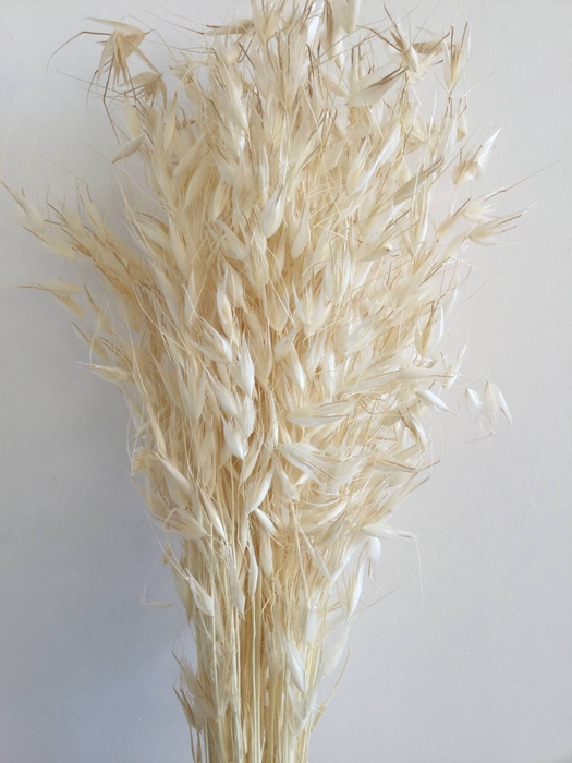 DRIED FLOWERS - AVENA WILD HAVER BLEACHED 100GR