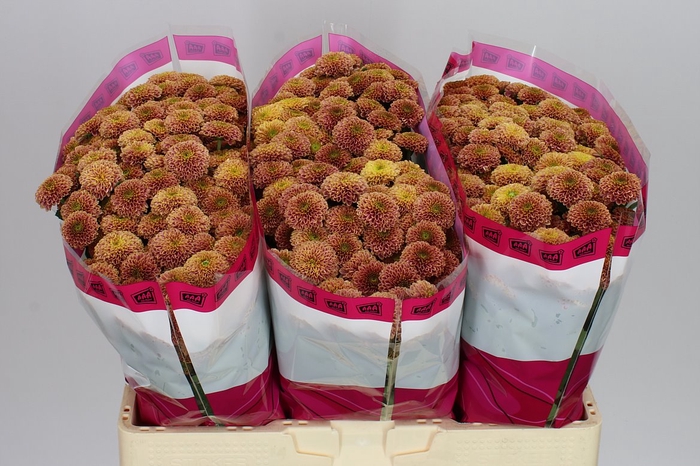 <h4>Sant Doria Cherry</h4>