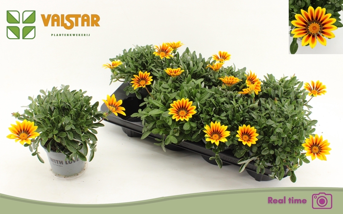 <h4>GAZ R MAGIC</h4>