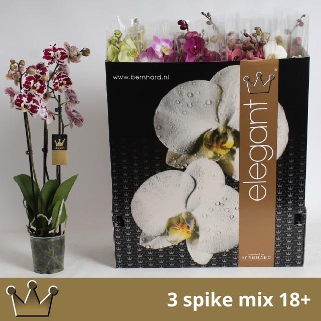 <h4>PHAL GEM 7 KL</h4>