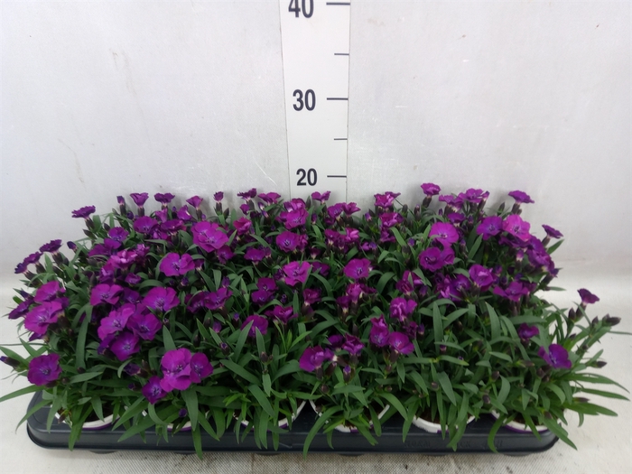 <h4>Dianthus  'Diantica Purple Wedding'</h4>