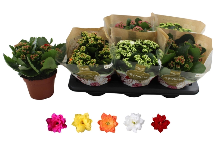 <h4>KAL GE RO GEM 5 KL</h4>