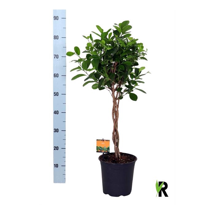 <h4>Ficus Microcapra Moclame 21Ø 90cm 4pp</h4>