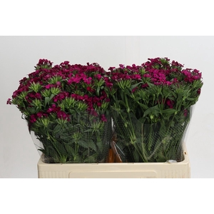 Dianthus Br Amazon Neon Cherry