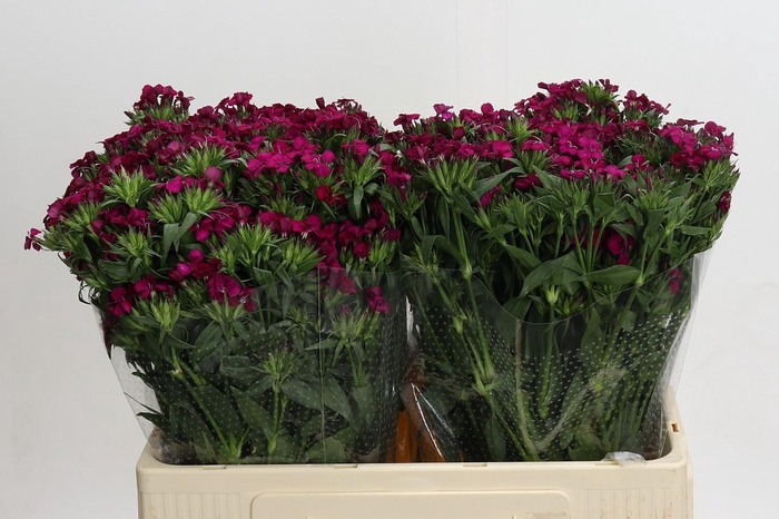 <h4>Dianthus Br Amazon Neon Cherry</h4>