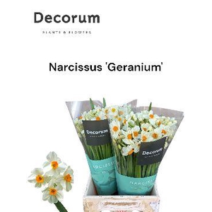 Narcissus Geranium Small Box 100