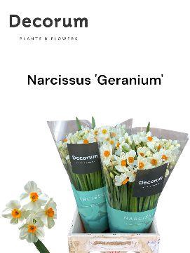 <h4>Narcissus Geranium Large Box 300</h4>