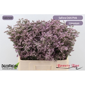 Lim Safora Oshi Pink