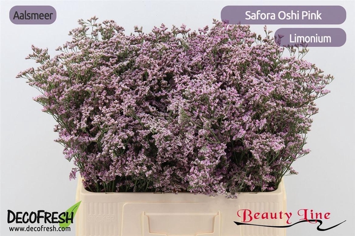 <h4>Lim Safora Oshi Pink</h4>