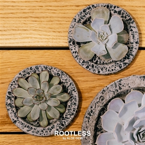 ROOTLESS Echeveria, Koala MINI bowl