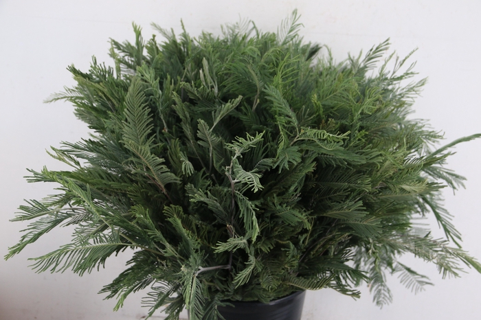 <h4>MIMOSA SILVER QUEEN</h4>