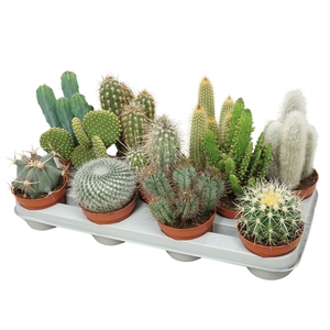 Cactus mix 10,5 cm