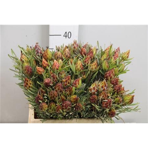 LEUCAD RUBRUM