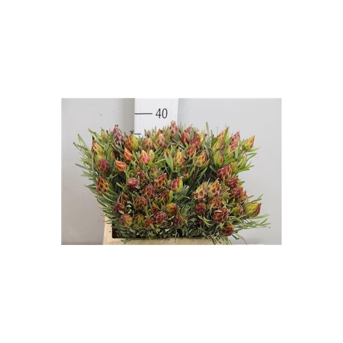 <h4>LEUCAD RUBRUM</h4>