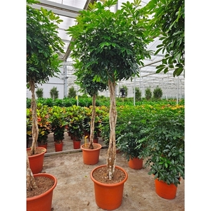 Schefflera arboricola 'Compacta'