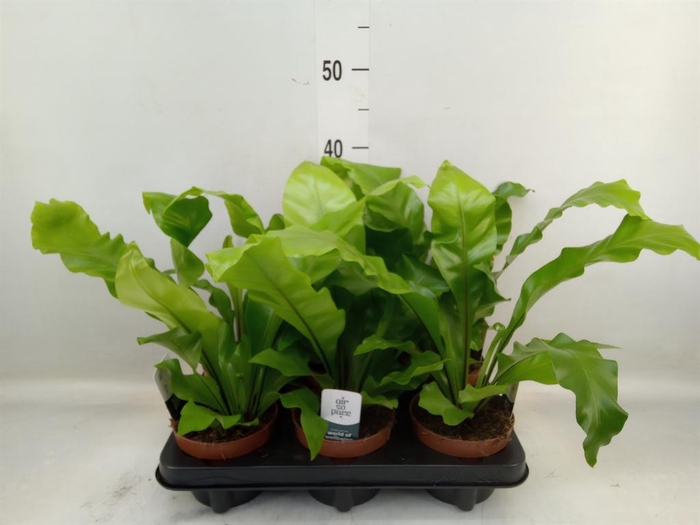 <h4>Asplenium nidus</h4>