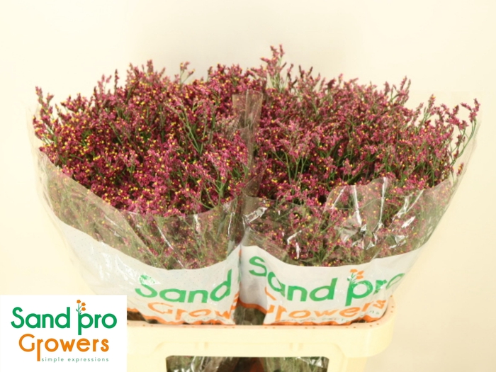 <h4>LIM SIN SCARLET DIA</h4>