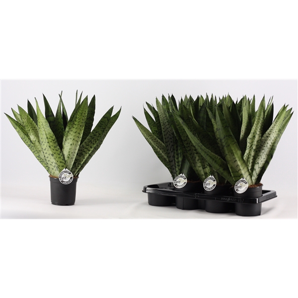 <h4>Sansevieria Zeylanica Fan 14 cm</h4>