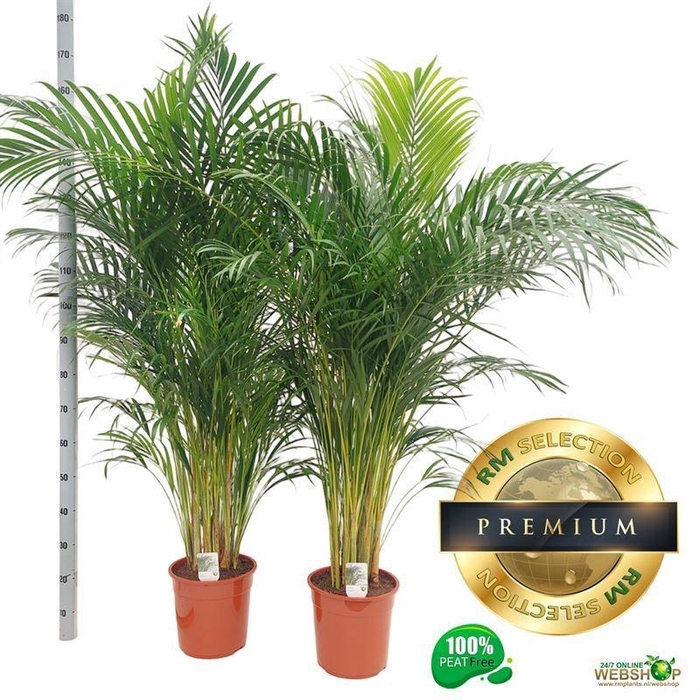<h4>DYPSIS LUTESCENS</h4>
