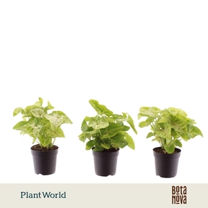 Syngonium Golden 7 cm