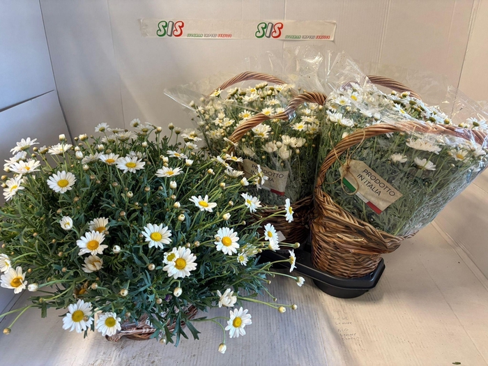 <h4>ARG STELLA 2000</h4>