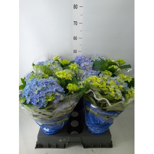 Hydrangea mac.   ...