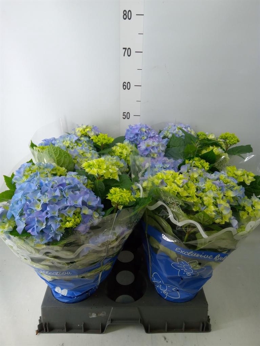 <h4>Hydrangea mac.   ...</h4>