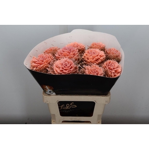 Brassica Wx (crane) Versilia